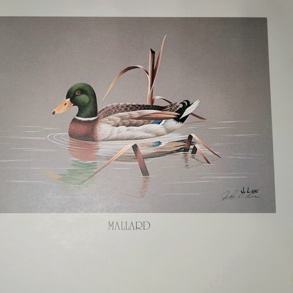 John P Lee 1983 MALLARD Unframed print #554/650 Pencil Signed 11⅛ x 10¼